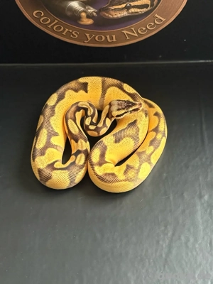 Zur Abgabe 0.1 python regius OD Pastel Enchi YB 100% het DG 