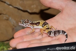 Leopardgecko Tremper Albino