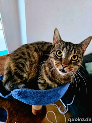 Dosenöffner gesucht 