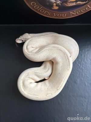 1.0 python regius Highway Adult Bild 3