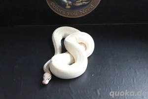 1.0 python regius Highway 