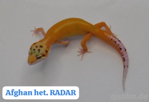 Verschiedene Leopard Männchen abzugeben | Eublepharis macularius 