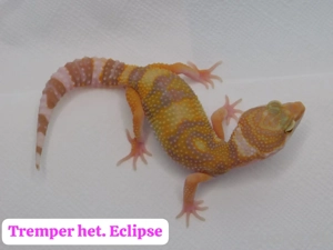  Verschiedene Leopardgecko Weibchen abzugeben! Eublepharis macularius 
