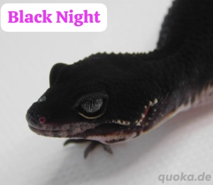 0.1 Black Night 50% het. Eclipse Leopardgecko Weibchen | Eublepharis macularius
