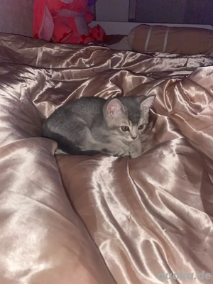 Liebevolle kitten suchen ein zuhause 