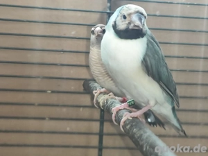 Gouldamadinen Henne blau 