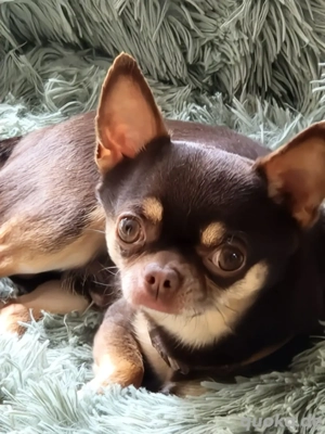 Traumhafter Chihuahua Rüde