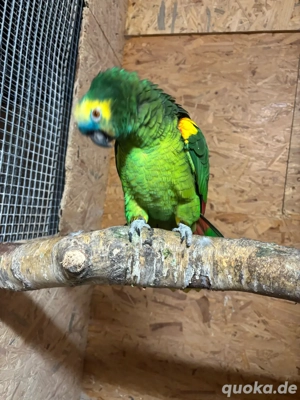 Blaustirnamazone(Hahn)