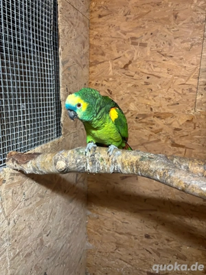 Blaustirnamazone(Hahn)