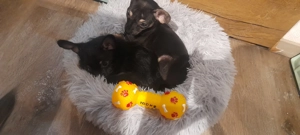 Chihuahua Yorkshire Terrier Mischling