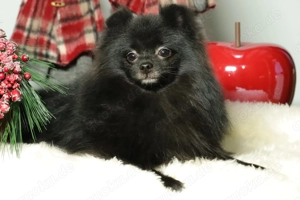 Zuckersüße deutsche Zwergspitz Pomeranian Rüden zu verkaufen