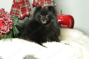 Zuckersüße deutsche Zwergspitz Pomeranian Rüden zu verkaufen