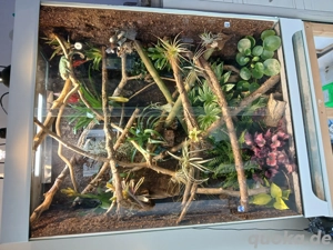 Pantherchamäleon mit Terrarium zu verkaufen