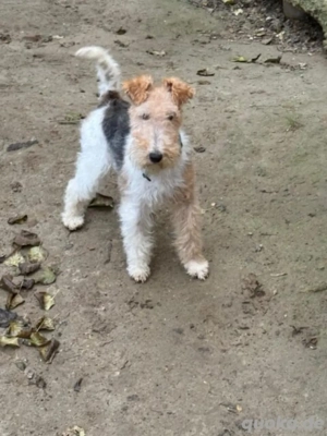 Goldie hat Power und möchte zu aktiven Menschen *noch in Ungarn*