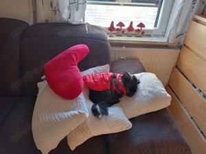 Mini Pomchi sucht liebevolles Zuhause.