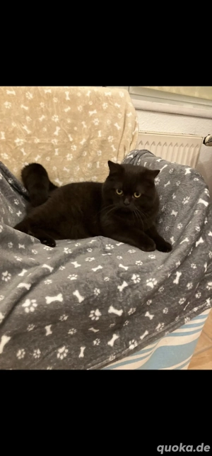 Reinrassiger BKH-Kater Chocolate mit bernsteinfarbigen Augen - kastriert 