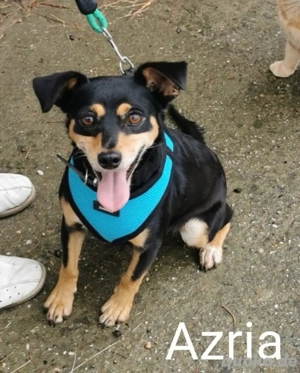 Die kleine Azria geniesst das Leben ohne Kette und wartet auf ihre Menschen *bald in Deutschland*