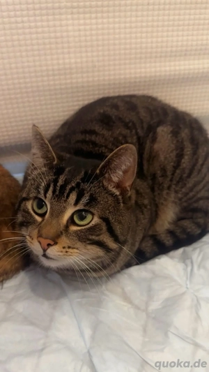 Ruhiger Kater,1 Jahr alt