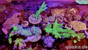 SPS Meerwasser Korallenableger