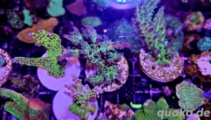 Meerwasser Korallenableger Bild 4