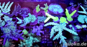 Meerwasser Korallenableger Bild 5