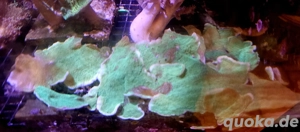 Meerwasser Korallenableger Bild 2