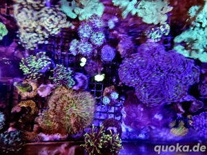 Meerwasser Korallenableger Bild 9