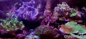 Meerwasser Korallenableger Bild 3