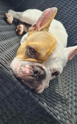 Bully 7 Jaren alt    sucht erfahrenes zuhause.