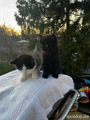 5-Süße Katzenbabys abzugeben   verspielt und stubenrein