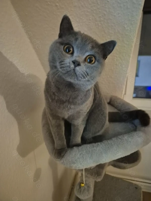 BKH Geschwisterpaar sucht ruhigen Kuschelplatz