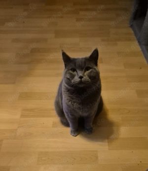 BKH Teddykater sucht Kuschelplatz