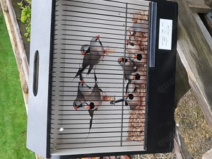 Spitzschwanzamadinen 