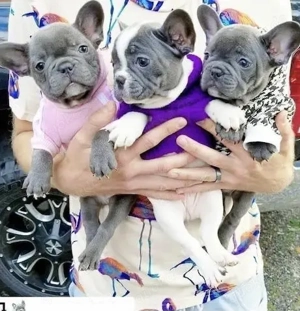 Französische Bulldoggen Welpen 