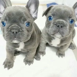Französische Bulldoggen Welpen 
