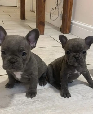 Französische Bulldoggen Welpen 
