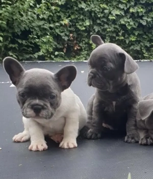 Französische Bulldoggen Welpen 