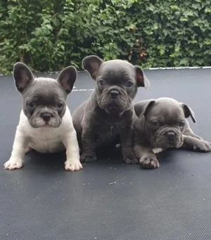 Französische Bulldoggen Welpen suchen ein schönes Zuhause
