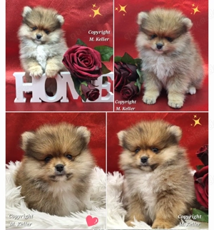 Pomeranian Zwergspitz Welpen 