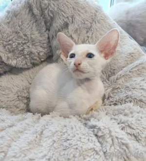 Peterbald straight wie Orientalisch Kurzhaar Mädchen weiß sucht ihre Familie