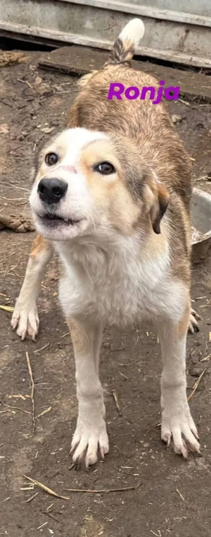 Ronja - bitte vergesst mich nicht im Shelter! Bild 2