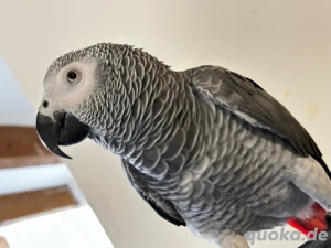 Grauepapagei