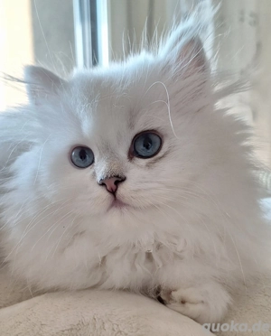 Britisch Langhaar Kitten mit Stammbaum