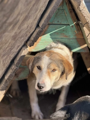 Ronja - bitte vergesst mich nicht im Shelter! Bild 4