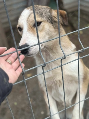 Ronja - bitte vergesst mich nicht im Shelter! Bild 3