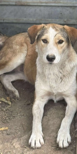 Ronja - bitte vergesst mich nicht im Shelter! Bild 5