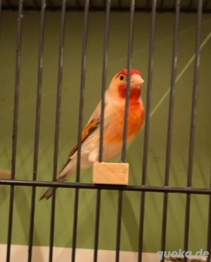 Stieglitz Mischling Männchen