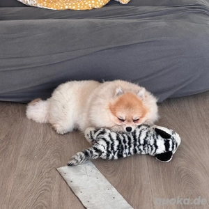 Pomeranian aus Asien in Mini-Größe ca. 2kg Schönes Fell, wächst nicht mehr, super niedlich