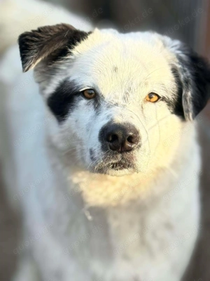 Lukas - möchte endlich nach Hause!