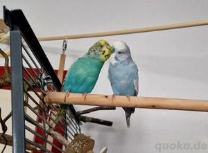 vier Wellensittiche mit Käfig und Zubehör